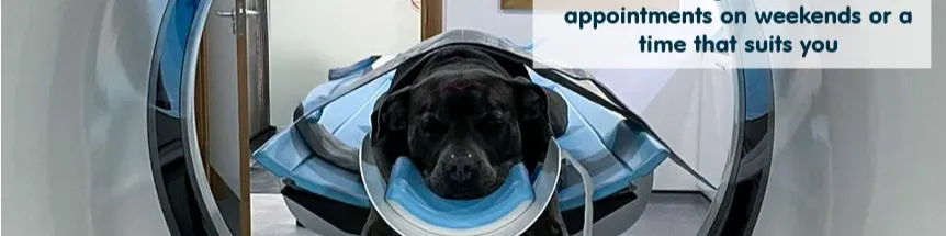 Pet Loving Mentor Needed